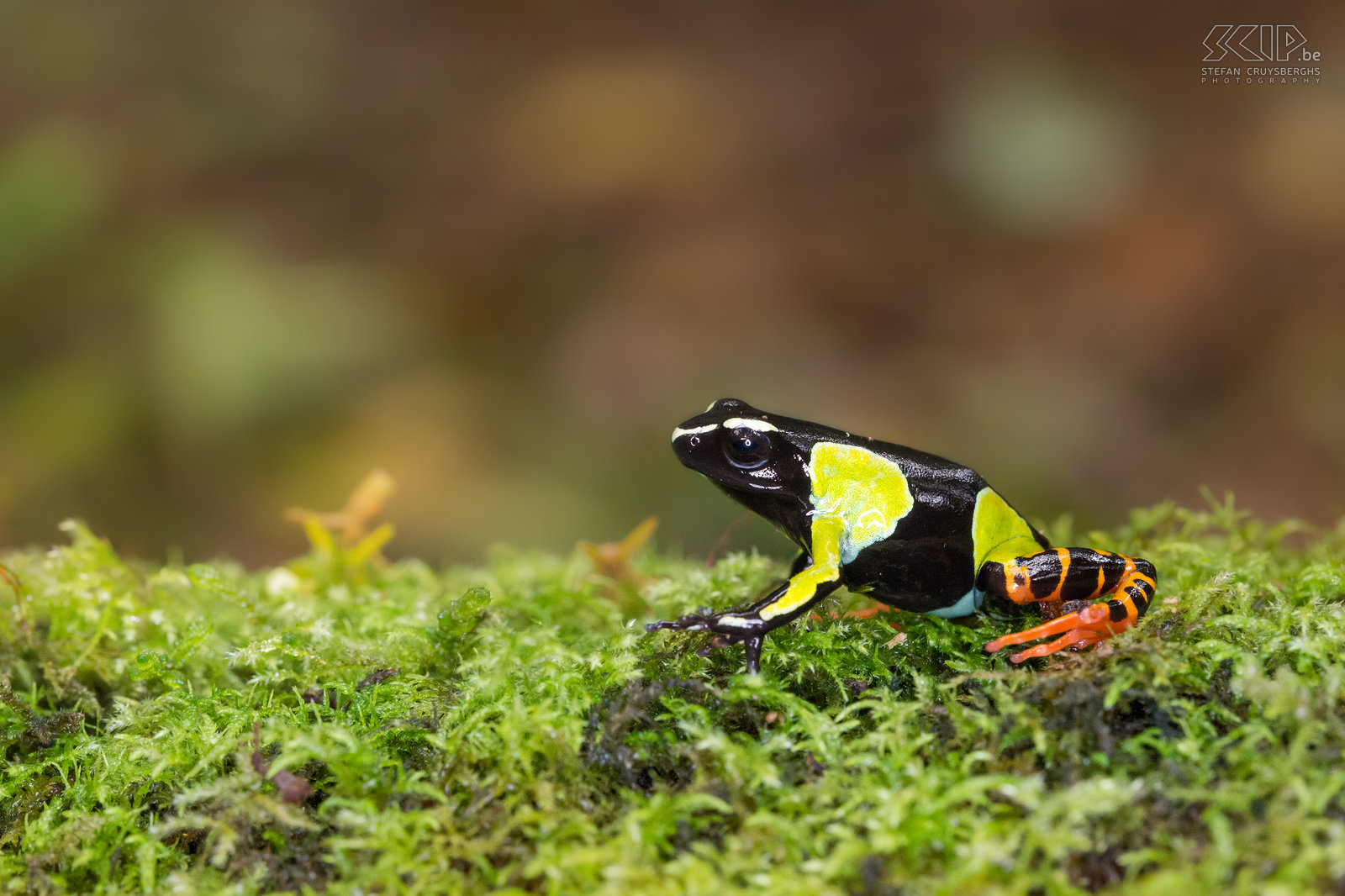 Mantadia - Mantella baroni frog The Mantella baroni is a small (2-3cm) black frog with patches of bright green and orange colors. This frog eats small insects like ants, beetles, … and it skin is toxic to predators. Stefan Cruysberghs